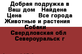 Добрая подружка,в Ваш дом!!!Найдена › Цена ­ 10 - Все города Животные и растения » Собаки   . Свердловская обл.,Североуральск г.